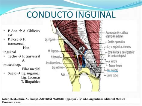 anatomia del canal inguinal